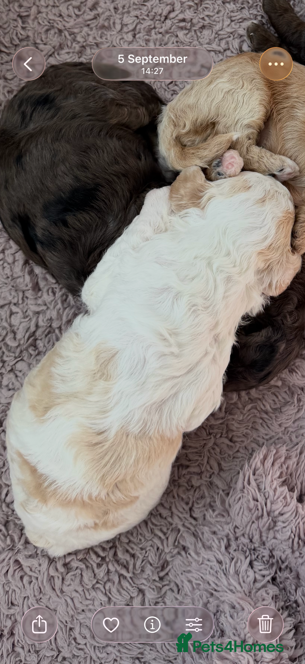 Cavapoo dogs Stunning cavapoo puppies  - Advert 2