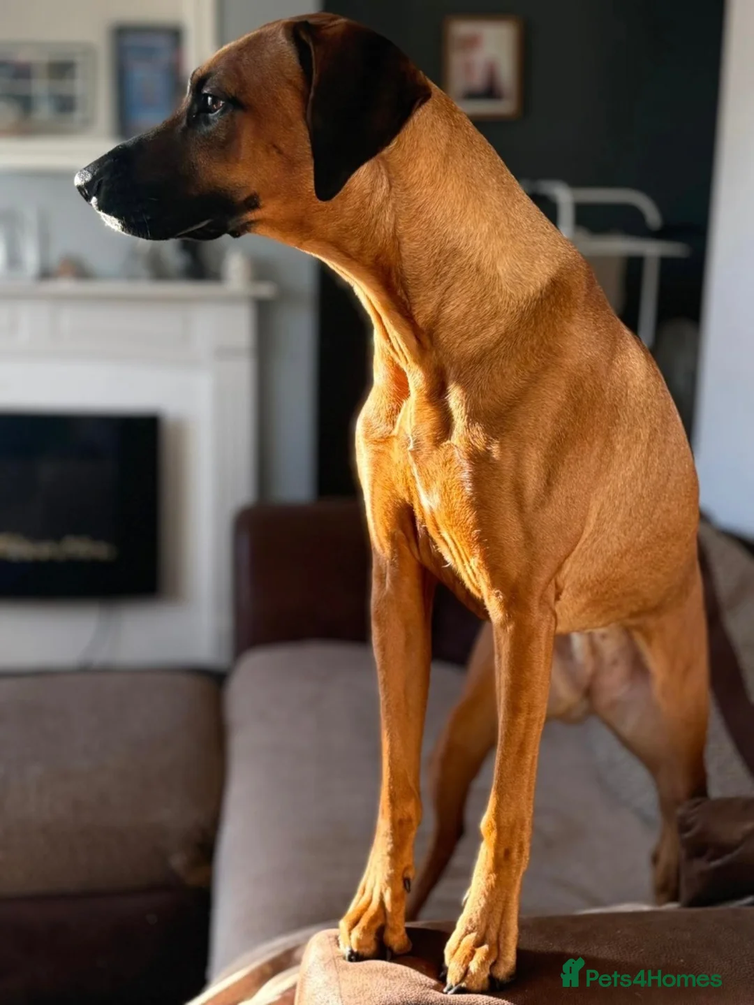 Rhodesian Ridgeback dogs for sale: Rhodesian Ridgeback puppies in Walsall - Advert 1