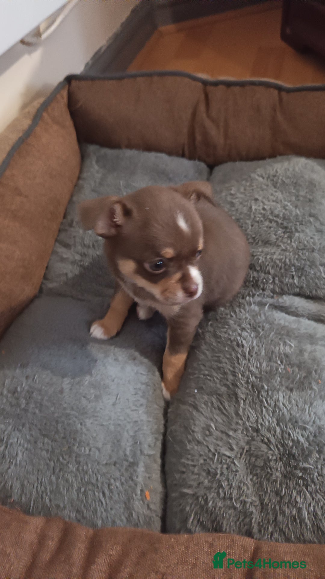 Chihuahua dogs for sale: Chihuahua puppies - Advert 3