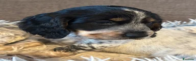 Cocker Spaniel 10