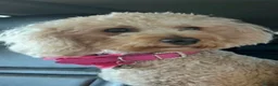 Miniature Schnauzer dogs for sale: 🐾🐶Adorable Cavaschnauzer Pups 🐶🐾 - Advert 17