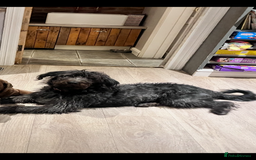 Mixed Breed dogs for sale: border collie cross poodle (bordoodle) - Image 12