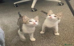 European cats for sale: 2 Adorable Kittens ready for their forever homes  - Image 14