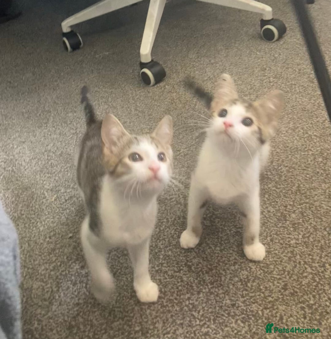 European cats for sale: 2 Adorable Kittens ready for their forever homes  - Image 14