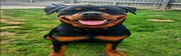 Rottweiler dogs for sale: Beautiful Family Raised Rottweiler Puppies in Hailsham - Advert 7
