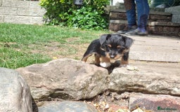 Mixed Breed dogs for sale: Gorgeous Jack Russell x Norfolk terrier pups  - Image 11