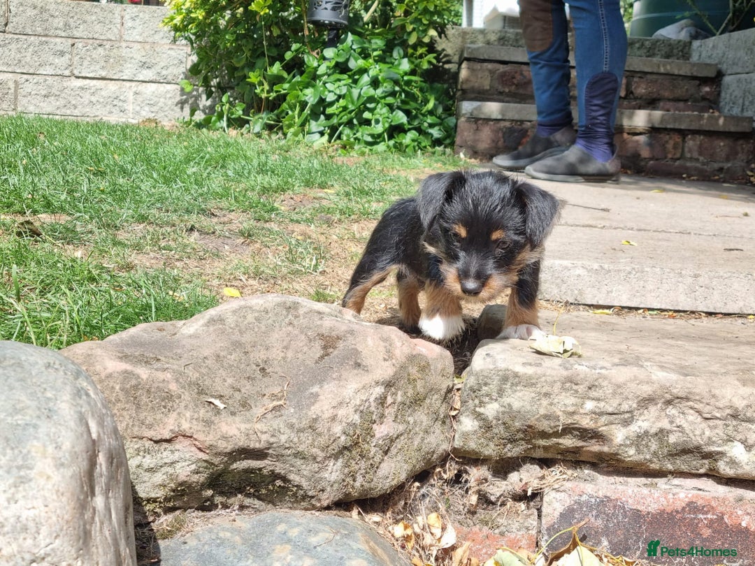 Mixed Breed dogs for sale: Gorgeous Jack Russell x Norfolk terrier pups  - Image 11