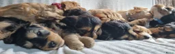 Cockapoo dogs for sale: Cockapoo❤️💜🩷🩵💙 - Advert 11