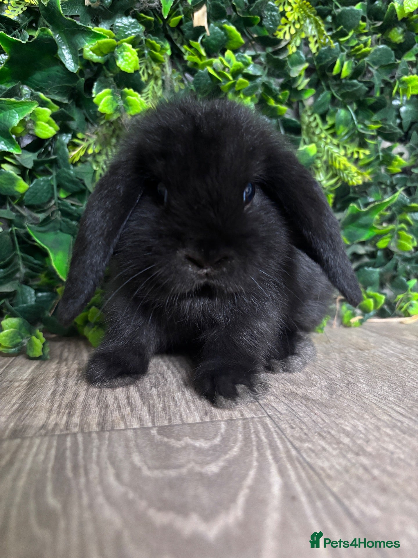 Mini Lop rabbits BEAUTIFUL BABY MINI LOP BUNNIES  - Advert 2