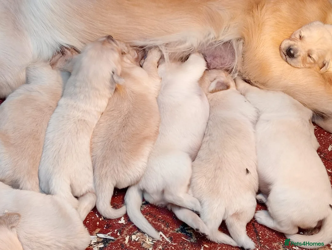Golden Retriever dogs for sale: Golden Retriever Puppies in Armagh - Advert 2