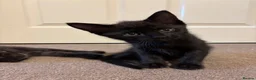 Mixed Breed cats for sale: Beautiful Ragdol x kittens  - Advert 8