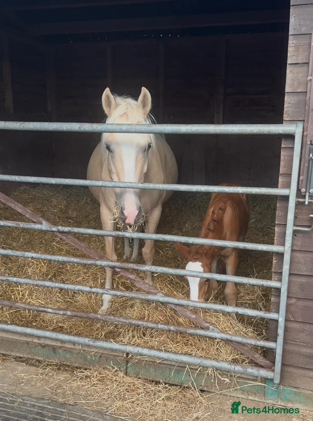 Welsh Section D horses for sale: Mare and foal  - Advert 2