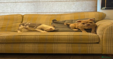 Mixed Breed dogs English bulldog cross ready now - Advert 15