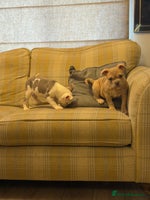 Mixed Breed dogs English bulldog cross ready now - Advert 1