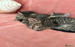 Domestic Shorthair cats for sale: 2 male 1 female Tabby domestic cats - Image 4