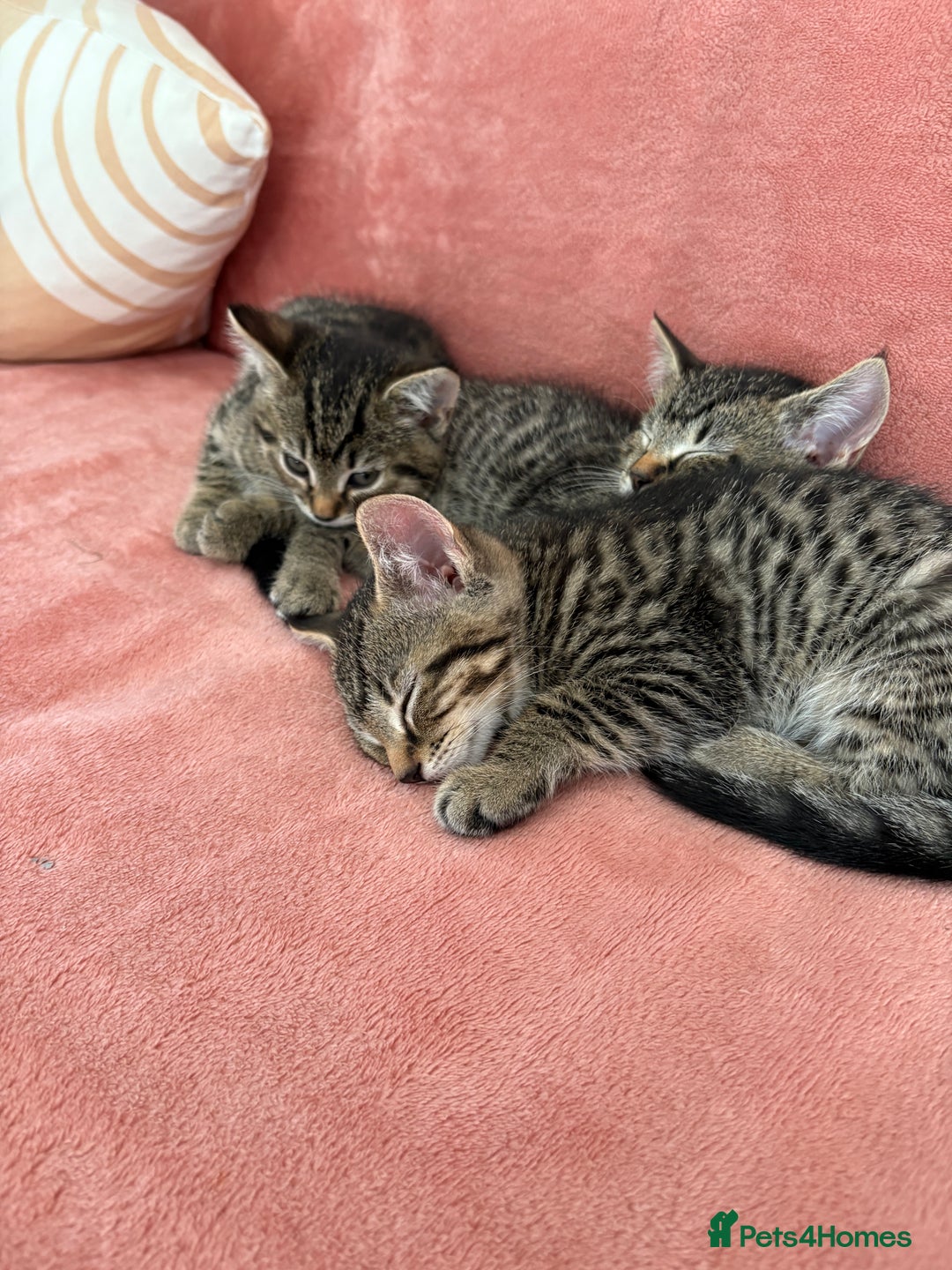 Domestic Shorthair cats for sale: 2 male 1 female Tabby domestic cats - Image 4