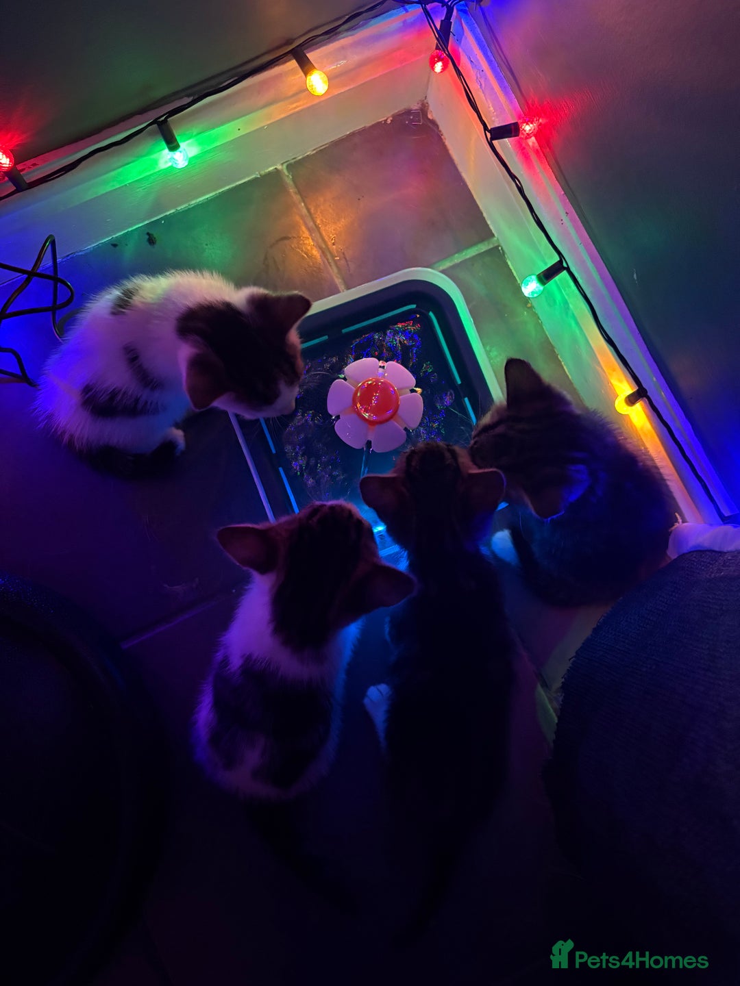 Mixed Breed cats for sale: Kittens for sale :) - Advert 3