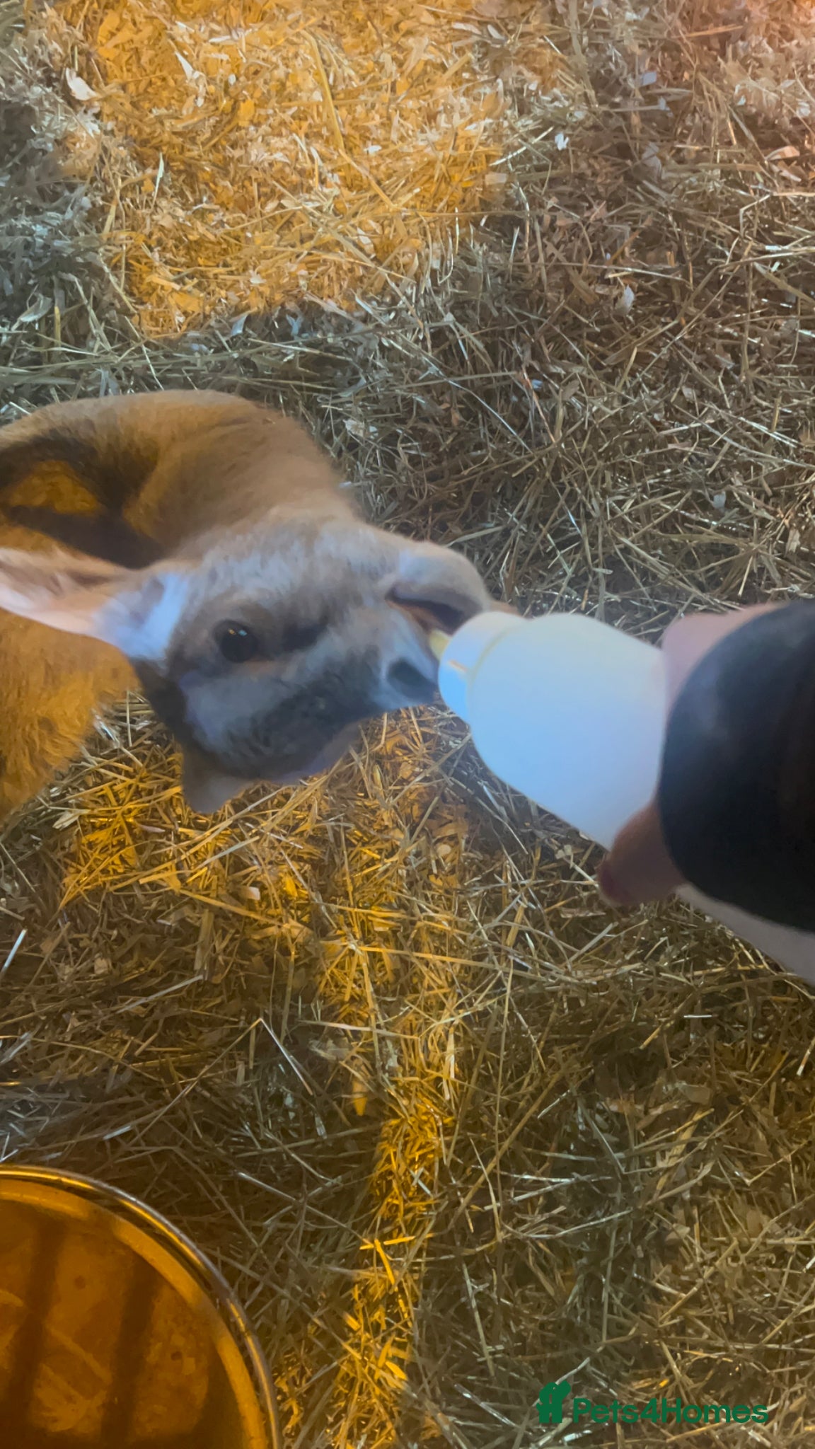 Goats livestock Lovely bottle fed weather  - Advert 1