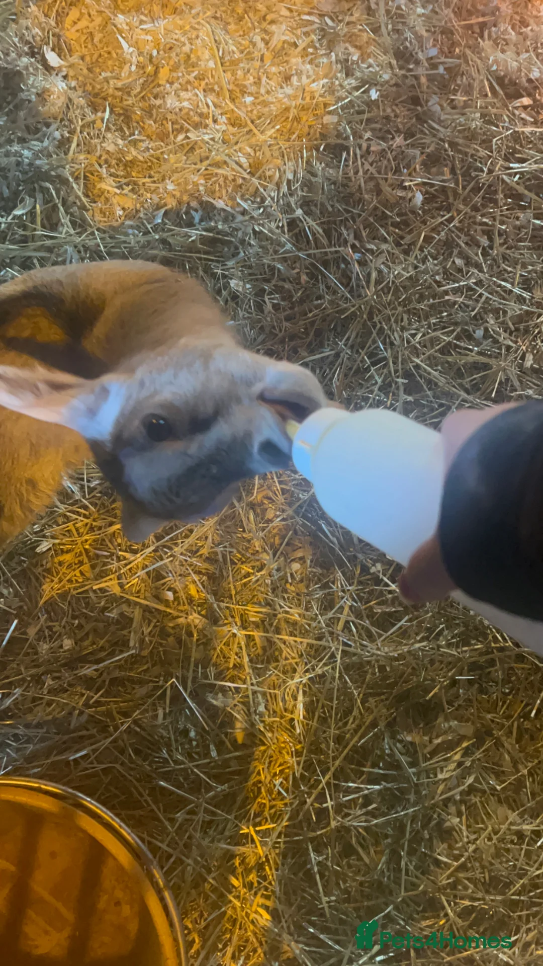 Goats livestock for sale: Lovely bottle fed weather  - Advert 1