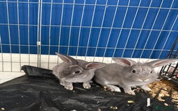 English Lop rabbits for sale: 2 baby bunnies  - Image 8