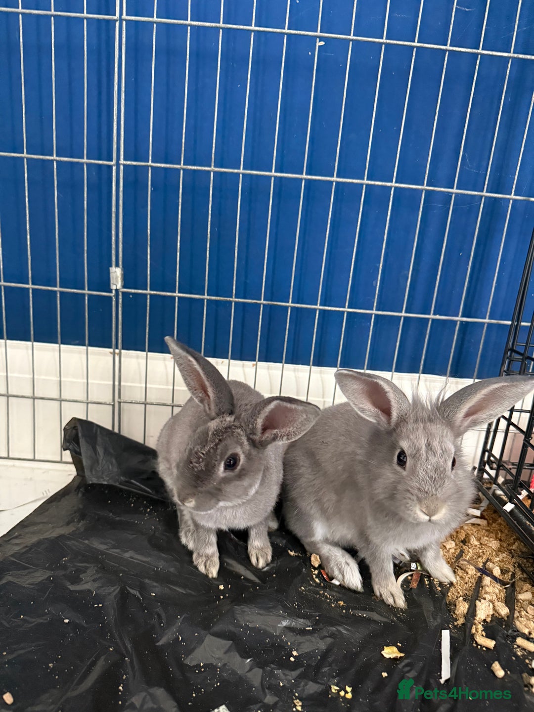 English Lop rabbits for sale: 2 baby bunnies  - Image 8