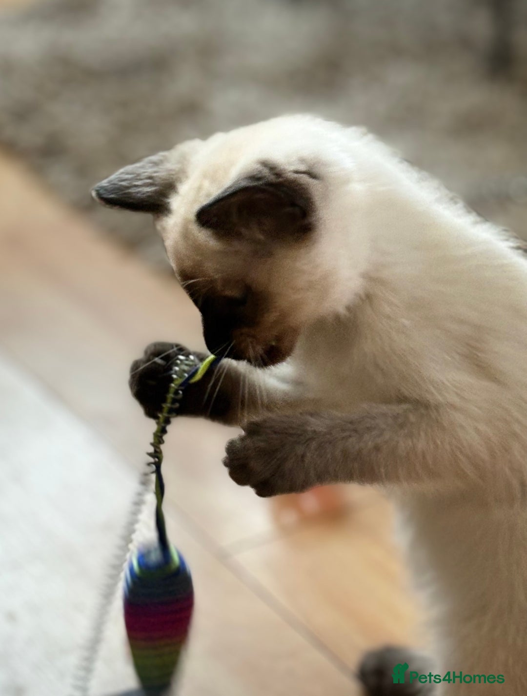 Siamese cats for sale: SIAMESE KITTENS - Image 1