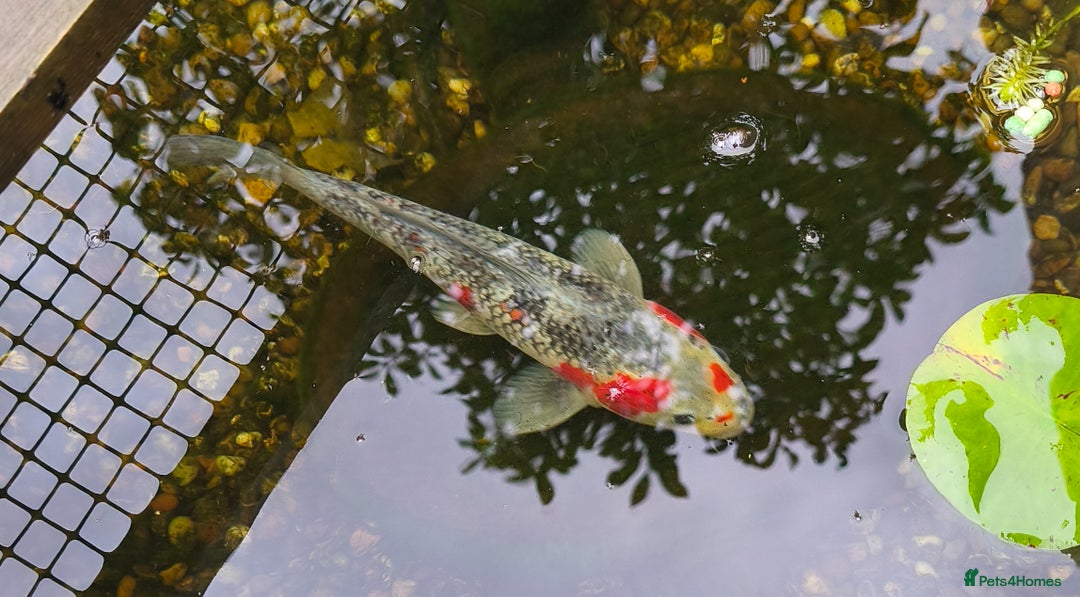 Koi Carp fish for sale: Selection of Koi Carp - Image 8
