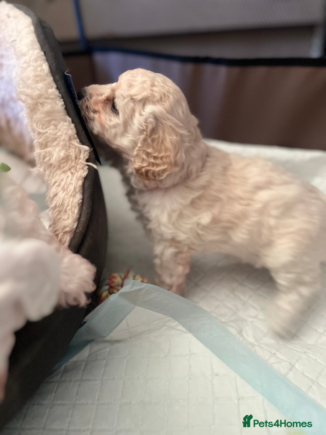 Poochon dogs for sale: Friendly, Gorgeous little Poochon girls - Advert 7