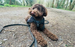 Labradoodle dogs for sale:  Mini toy labradoodle needing a new home  - Image 16