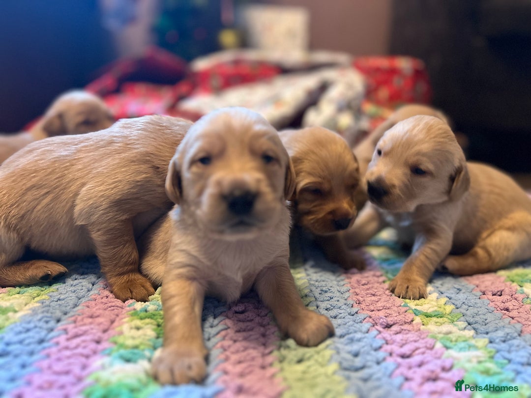 Labrador Retriever dogs for sale: Fox Red Labrador Puppies - Advert 13