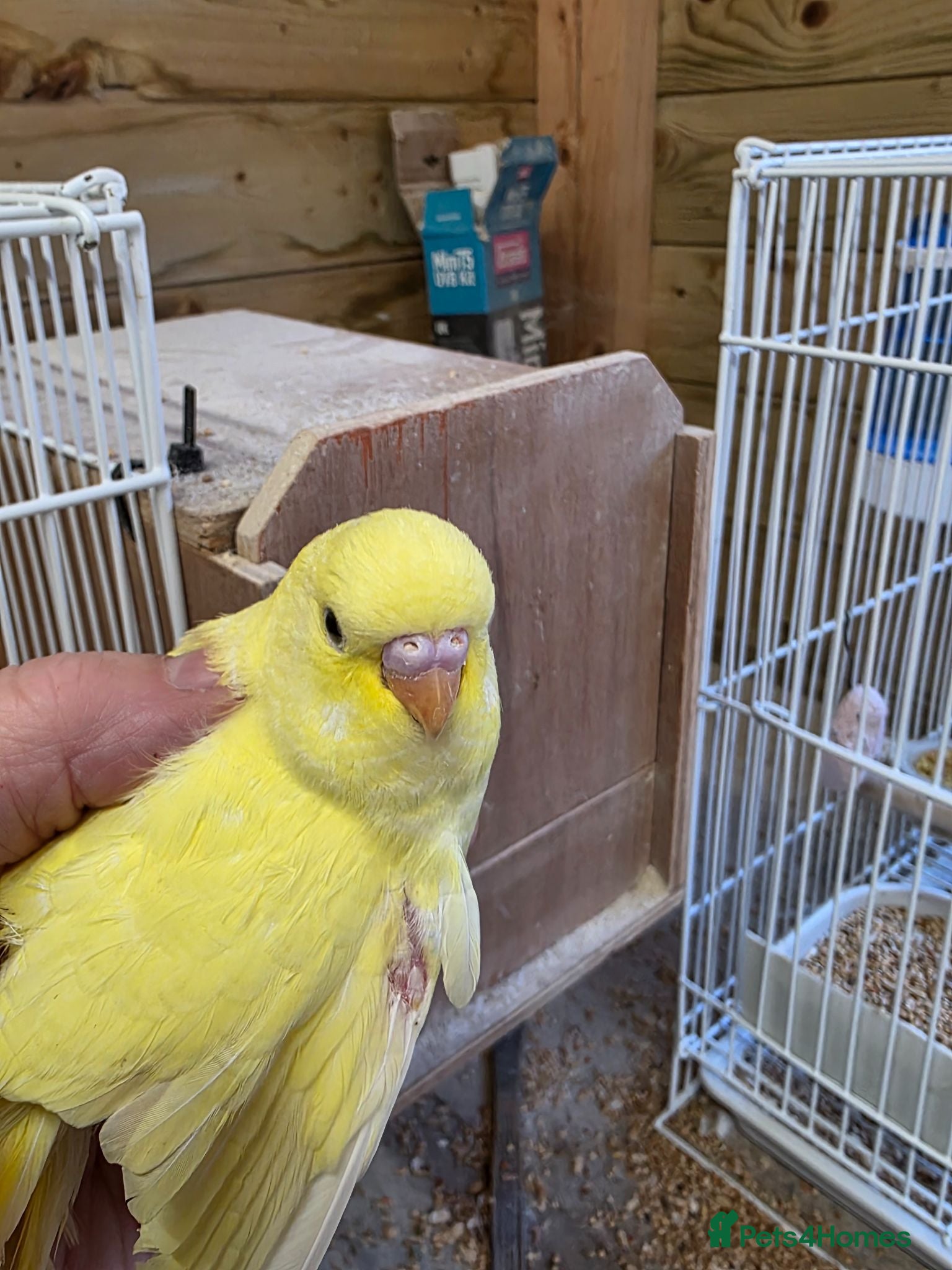 Budgerigars birds Beautiful Baby Budgies - Advert 14