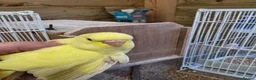 Budgerigars birds for sale: Beautiful Baby Budgies - Advert 1