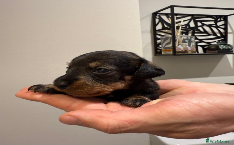 Dachshund dogs Wire haired Teckel puppies  - Advert 4