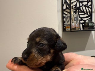 Dachshund dogs for sale: Wire haired Teckel puppies - Advert 1