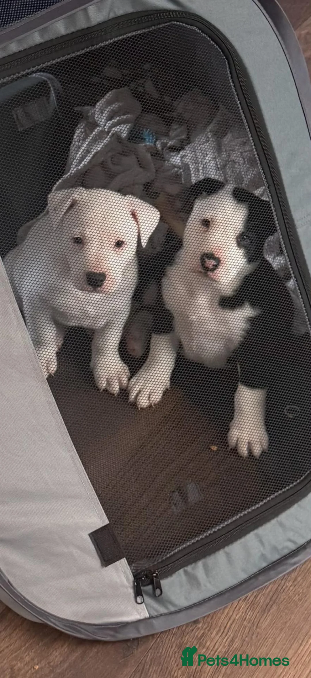 Mixed Breed dogs for sale: Old Tyme Collies looking for their forever home in Durham - Advert 2