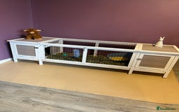 Mini Lop rabbits for sale: Mini Lop male brothers  - Image 4
