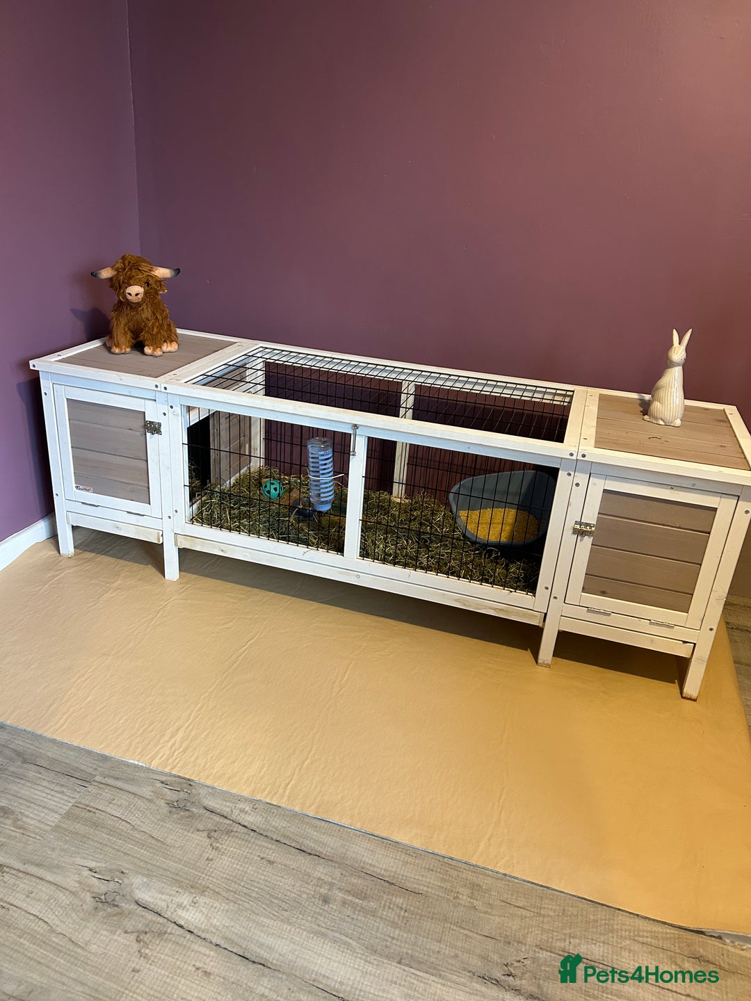 Mini Lop rabbits for sale: Mini Lop male brothers  - Image 4