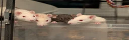Rat rodents for sale: 4 Rats & Full Set-up - Advert 3