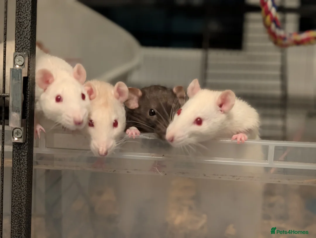 Rat rodents for sale: 4 Rats & Full Set-up - Advert 3