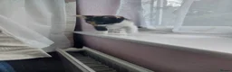 Mixed Breed cats for sale: Beautiful kitten's  - Advert 6