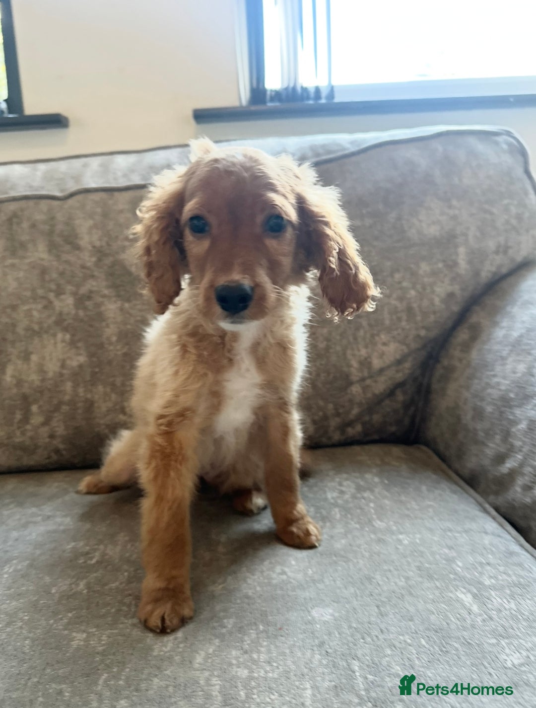 Sprocker dogs for sale: Beautiful spaniel girl   - Advert 11