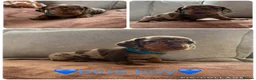 Miniature Dachshund dogs for sale: Miniature dachshund puppies - Advert 3
