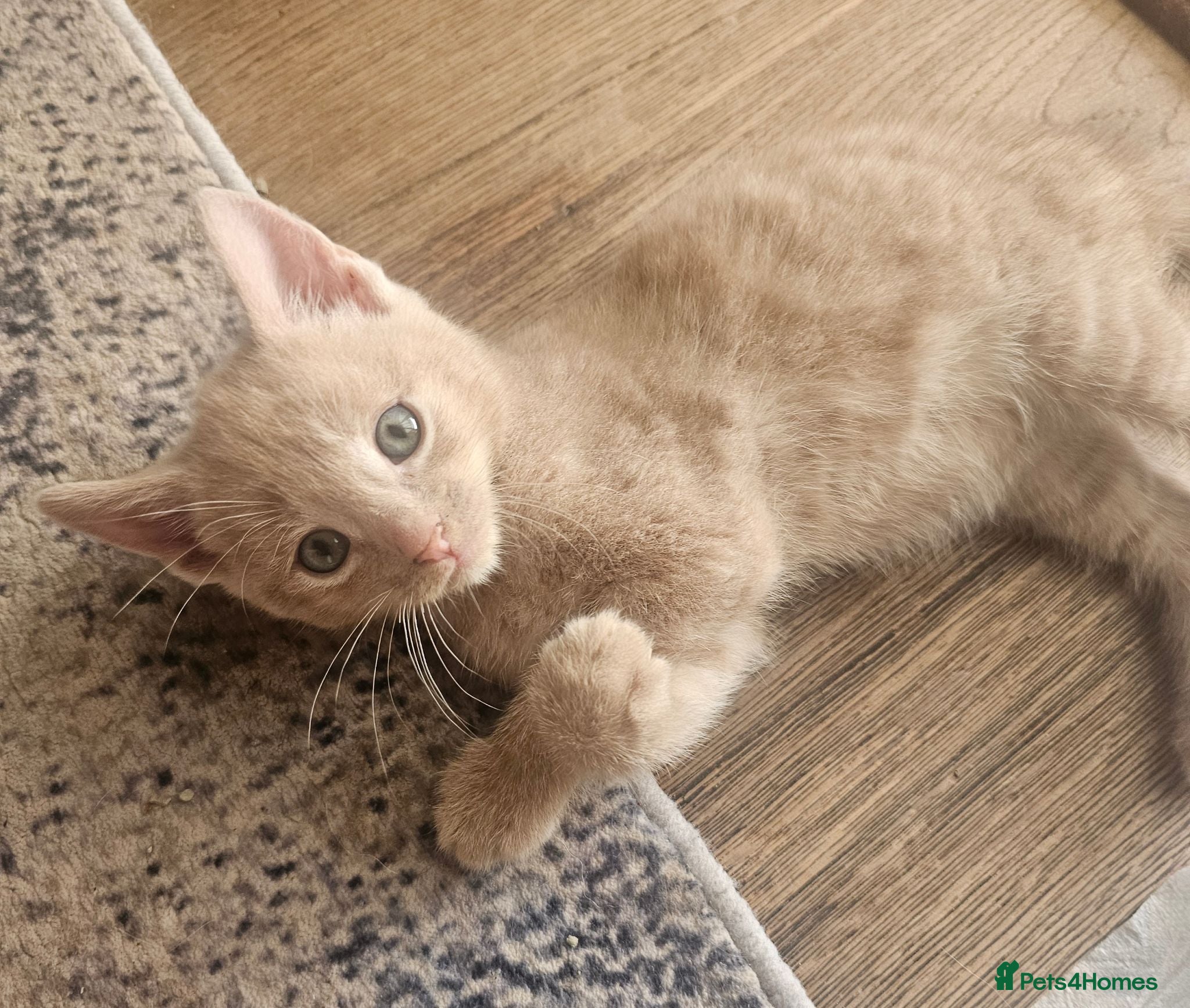Mixed Breed cats Only one kitten with a indescribable coloring left - Advert 18
