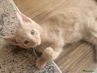 Mixed Breed cats Only one kitten with a indescribable coloring left - Advert 18