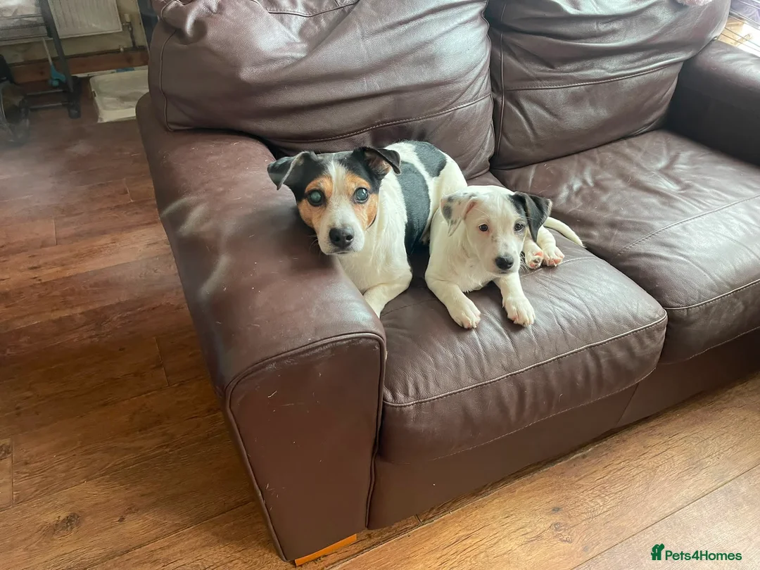 Jack Russell dogs for sale: 2 beautiful female jack Russell puppies  - Advert 9