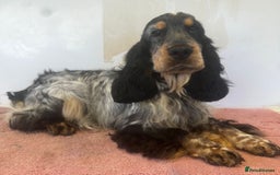 Cocker Spaniel dogs for sale: Outstanding KC Show Cockers 🐾 - Image 19