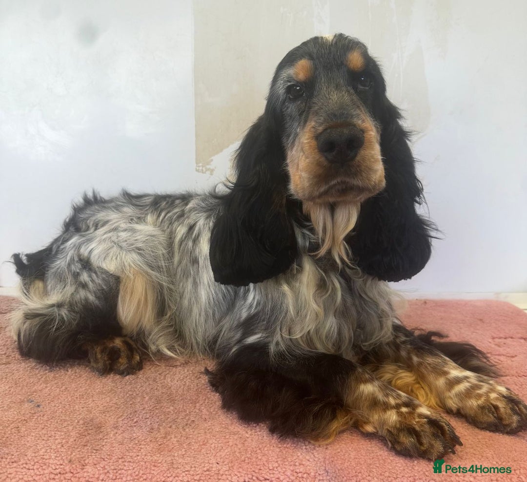 Cocker Spaniel dogs for sale: Outstanding KC Show Cockers 🐾 - Image 19