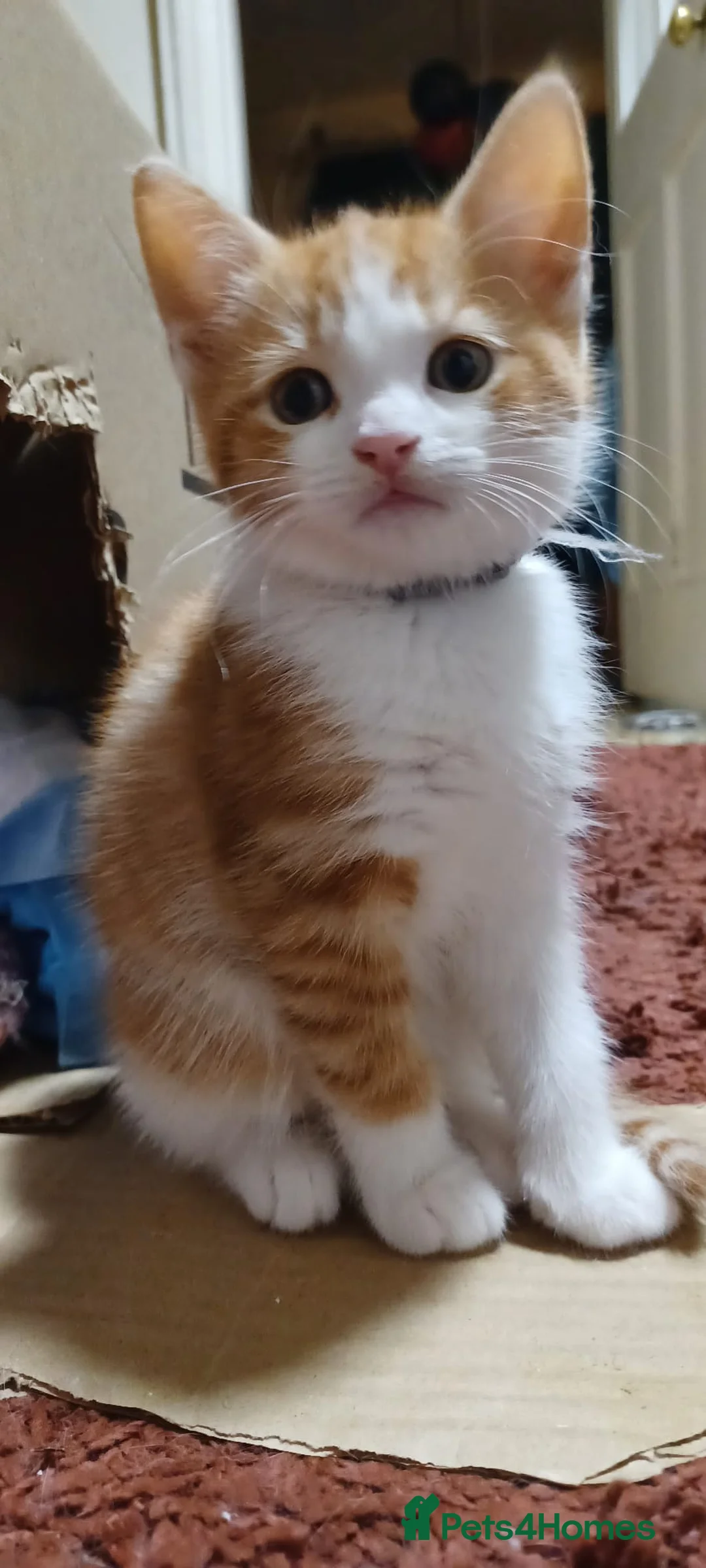 Mixed Breed cats for sale: 4 rare ginger and white female kittens - Advert 2