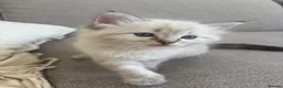 Ragdoll cats for sale: ✨ READY SOON ✨ Ragdoll Siberian Kittens - Advert 22