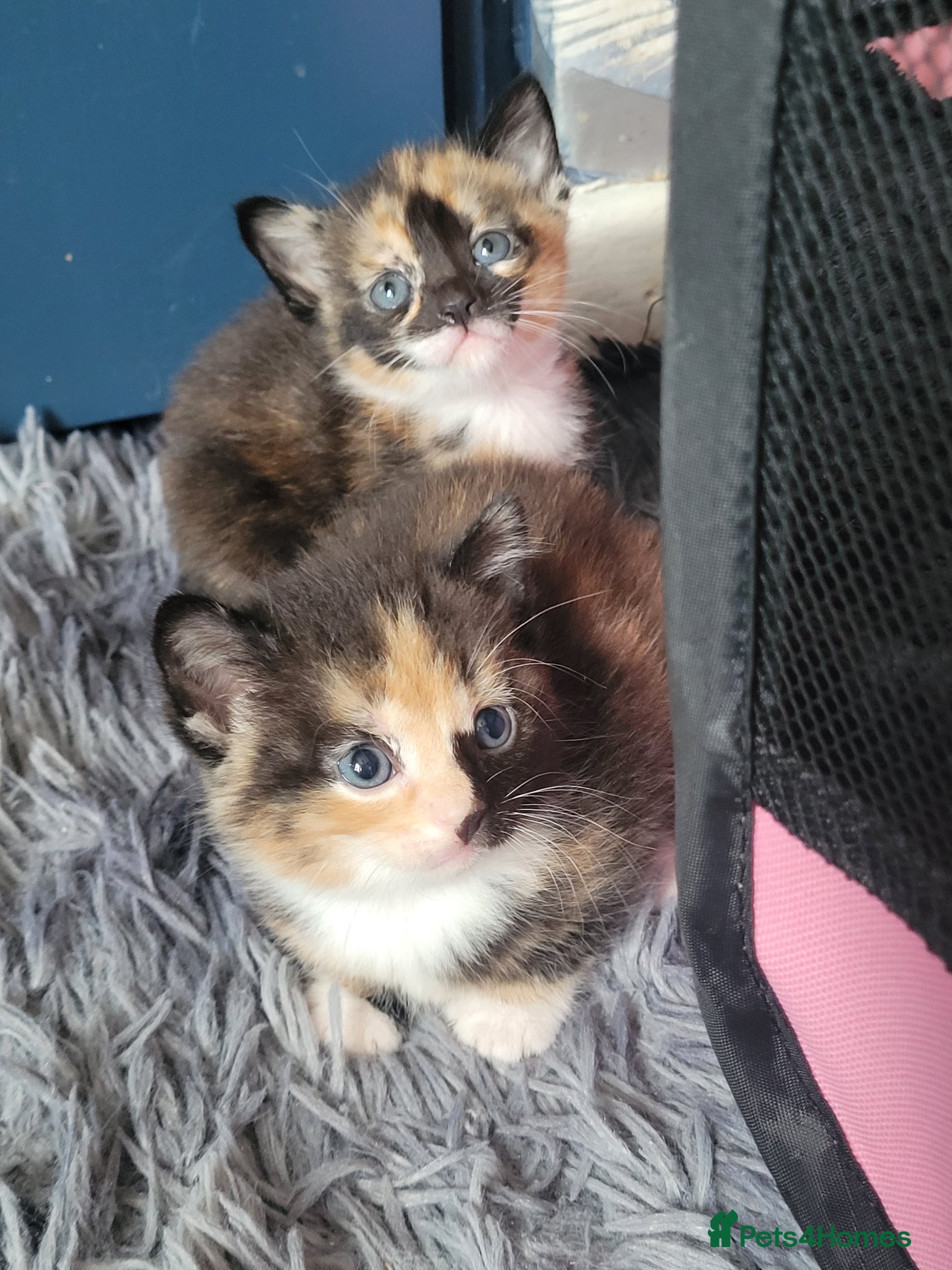 Mixed Breed cats 2 beautiful kittens left to be reserved  - Advert 12